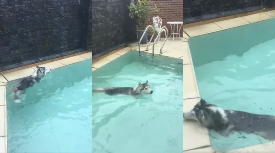 2husky