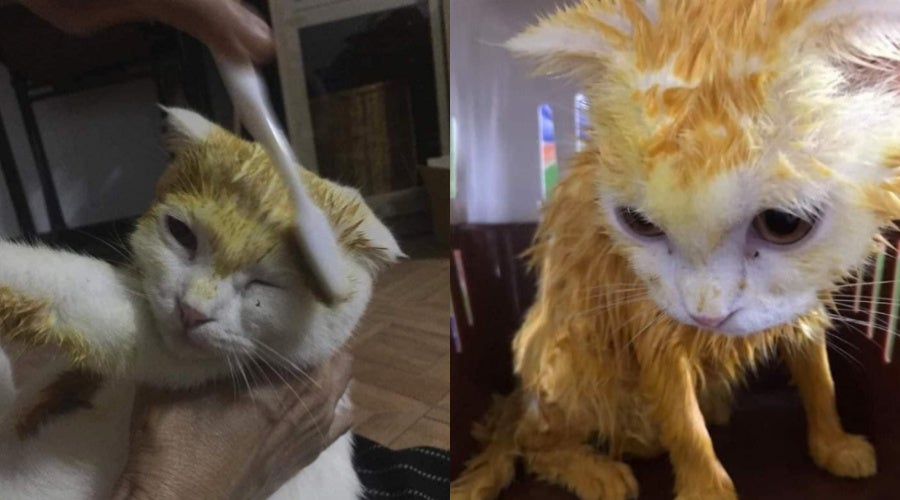  Terus jadi pikachu  Akibat Jangkitan Fungus Kucing  