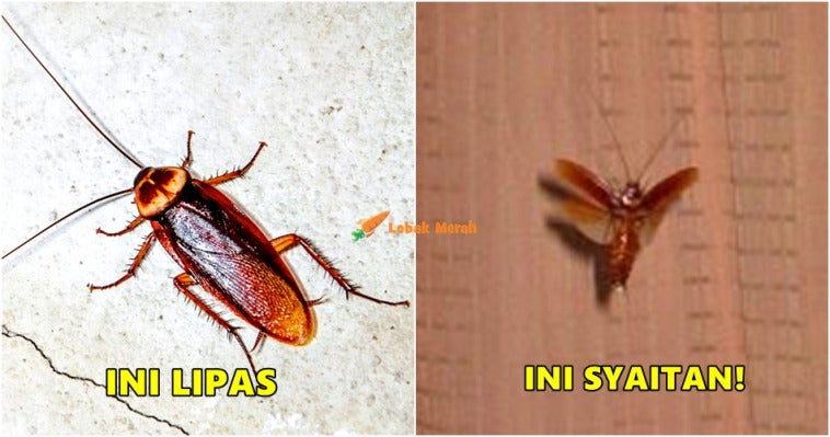 Lipas Syaitan