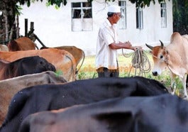 Perlis Benarkan Ibadah Korban Tapi Hanya Boleh Dilakukan Di Pusat Penyembelihan