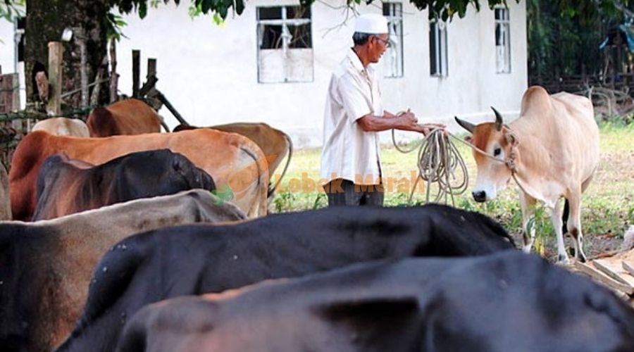 Perlis Benarkan Ibadah Korban Tapi Hanya Boleh Dilakukan Di Pusat Penyembelihan