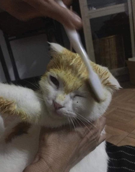  Terus jadi pikachu  Akibat Jangkitan Fungus Kucing  