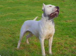 Dogo Argentino Pict