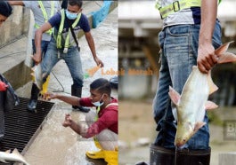 1patin