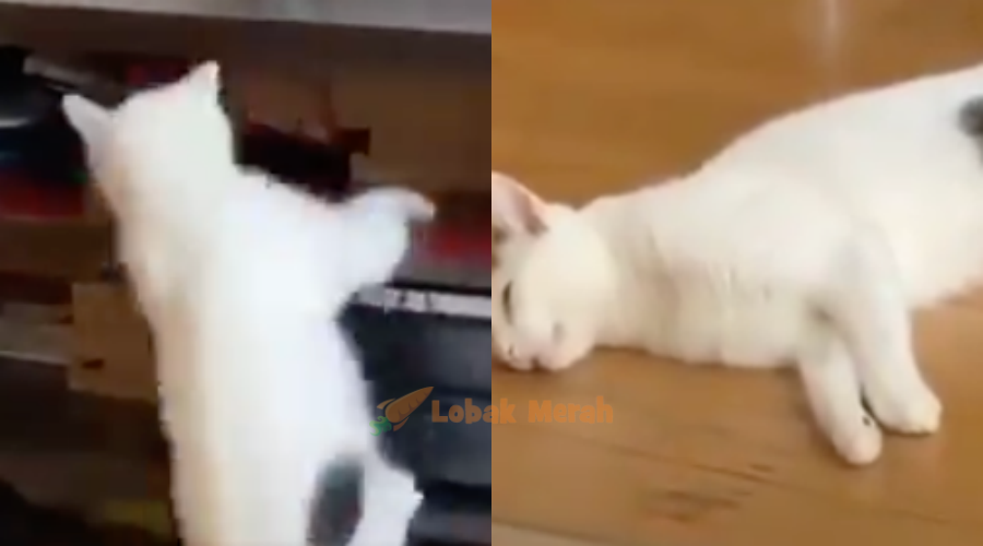 2kucing