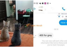 Jualkucing