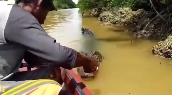 Buaya Makan Baru