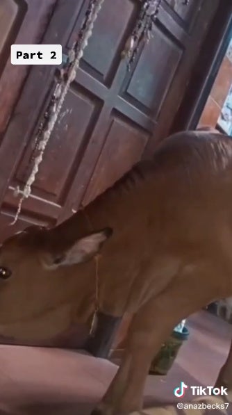 LEMBU MASUK 3