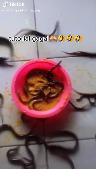 TIK TOK BELUT