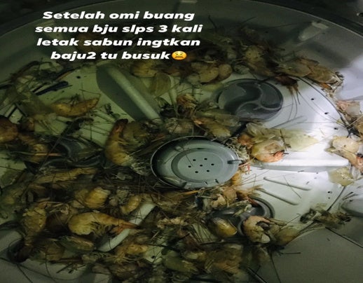 Udang 2