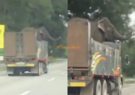 1gajah