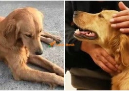 FT ANJING FINAL 1 e1611375734863