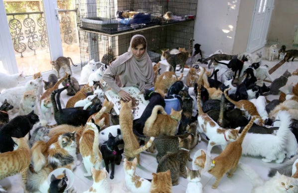 KUCING