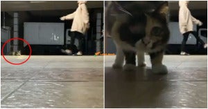 cats 23