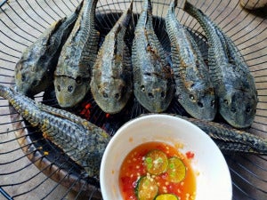 Ikan1