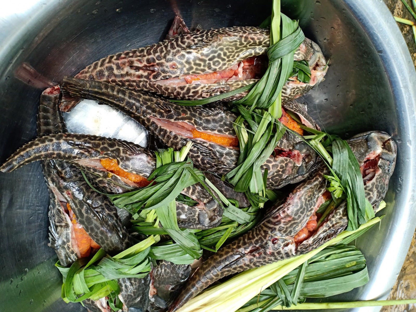 “kulit Dia Setaraf Biawak” Ikan Bandaraya Bakar Cicah Kuah Asam