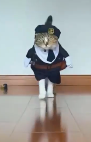 Kucing Polis