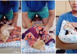 ft kucing 2