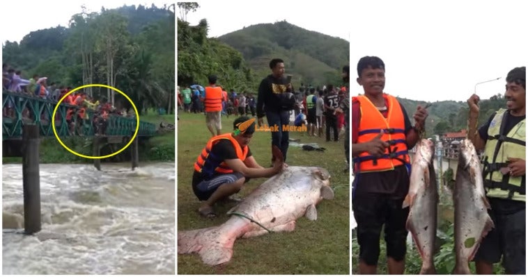 FT IKAN FINAL