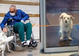 Good Girl Anjing Peliharaan Berkampung 6 Hari Depan Hospital Tunggu Tuan Discharge