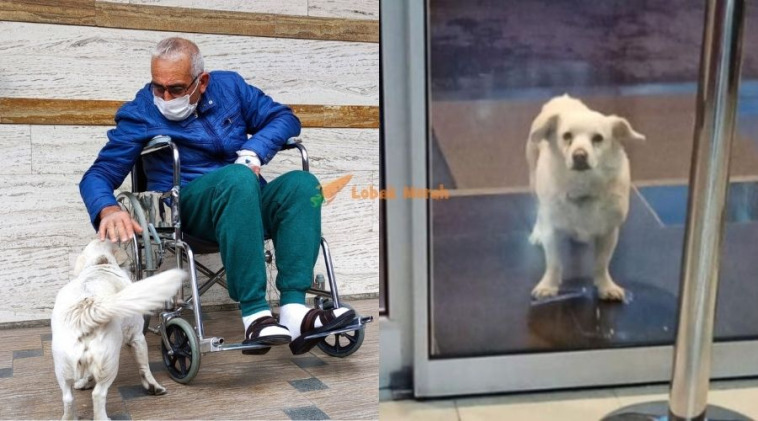 Good Girl Anjing Peliharaan Berkampung 6 Hari Depan Hospital Tunggu Tuan Discharge