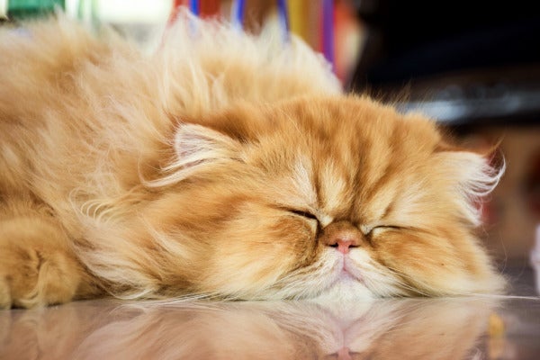 Persian cat sleeping e1614418701432