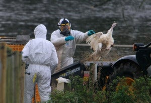 Breaking Russias First Human Bird Flu Case H5N8 Can Cause Death Experts Predict 1