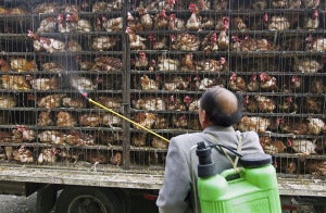 Breaking Russias First Human Bird Flu Case H5N8 Can Cause Death Experts Predict