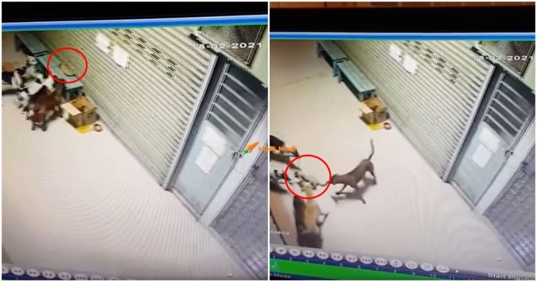 cats 19