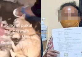 Terungkap Wanita Yang Pukul Kucing Untuk Dimasak Ternyata Penjual Daging Anjing26 700