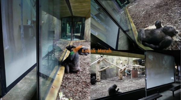 Macam Tengok Movie Chimpanzee Di Dua Zoo Ini Berhubung Guna Video Call Lepas Bosan Tiada Pengunjung E1618729484713