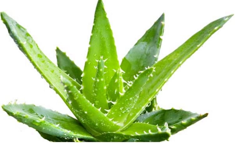 aloe