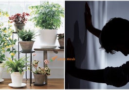 Head Plant