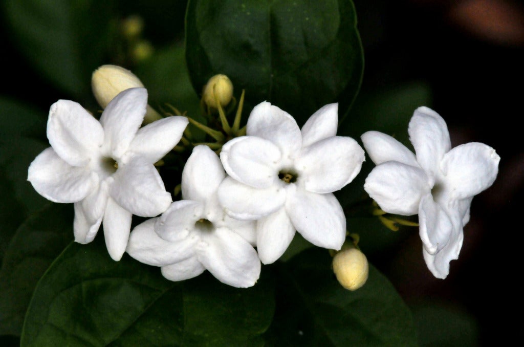 jasmine