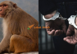 Ajar Yang Bukan Bukan Pulak 2 Lelaki Di India Ditahan Polis Lepas Guna Monyet Untuk Mencuri