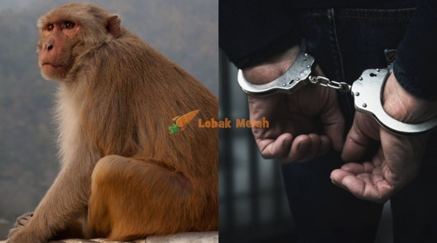 Ajar Yang Bukan Bukan Pulak 2 Lelaki Di India Ditahan Polis Lepas Guna Monyet Untuk Mencuri