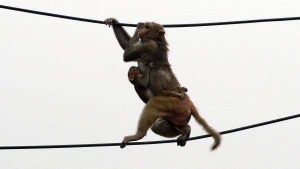 skynews monkey macaque delhi 5001372 e1618111818712