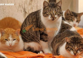 Ngeri Mayat Warga Emas Jadi Santapan Kucing Peliharaan Rupanya Dah Meninggal Dunia 1 3 Bulan Lalu