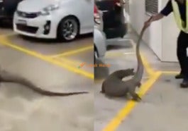 2biawak