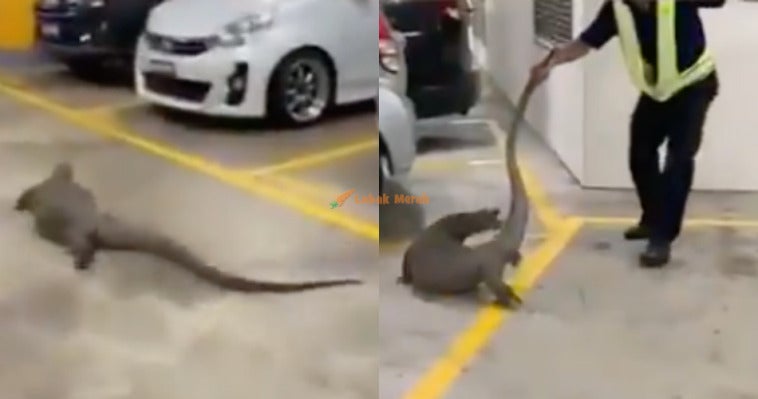 2biawak