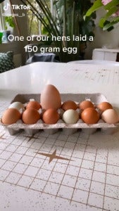 egg 3