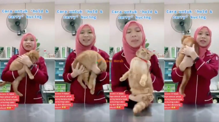 3Kucing