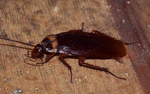 American Cockroach Crawling On A Wooden Table