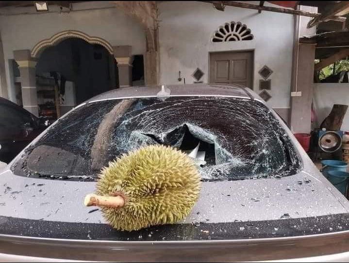 Durian 4