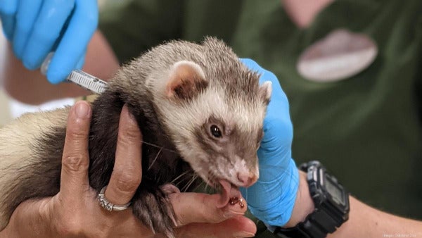 Ferret Vaccine Ferretvite Vitamin Supplement On Finger2Oakland Zoo 1200Xx3024 1701 0 1606 E1625373955554