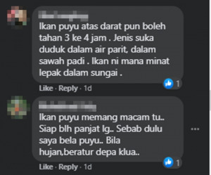 Comment Ikan Puyu