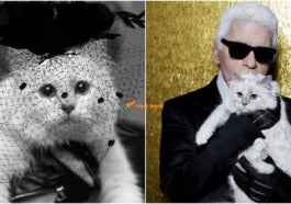 Cats 16 E1631932834234