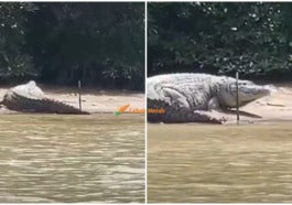 buaya besar di sg linggi