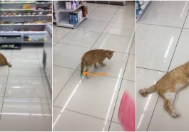 cats 9