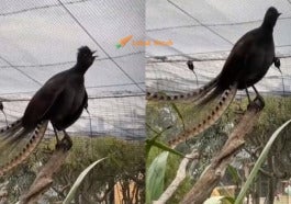 F2 Burung Lyre